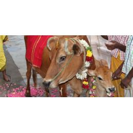 Go Gruha Nirmana Seva